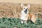 CORGI PEMBROKE 193